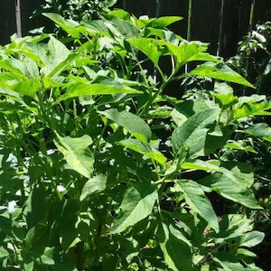 Può includere: Primo piano di una pianta verde lussureggiante con grandi foglie appuntite. La pianta cresce in un giardino ed è circondata da altra vegetazione.