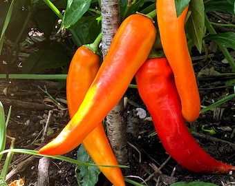 Sweet Banana, Large Peppers High Yields Active