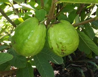 Guava  Tree Plant White Flesh, Guava, white flesh Guava 16 to 24in, rooted in an 4" pot with soil