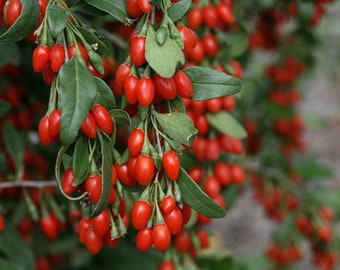 Goji Berry Seeds for planting, Wolfberry Berry, Goji Berry, Lycium barbarum