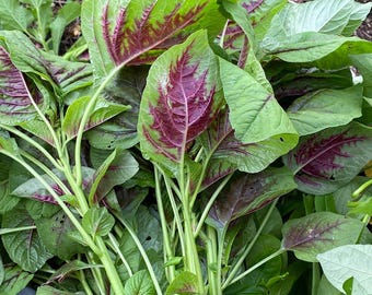 Red Stripes Amaranth, Yin Choi, Chinese Spinach, Amaranthus Tricolor Seeds  , Efo Tete, Callaloo, Amaranthus, Alefo, Efo, Bayam, Efo Shoko) - Etsy