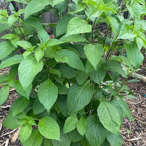 May include: A lush, green plant with large, textured leaves. The plant has multiple stems and a dense, full appearance. The leaves are a vibrant green color, and the plant appears healthy and well-nourished. The plant is growing in a garden setting.