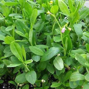 May include: A close-up of a green leafy plant with small pink flowers. The plant is growing in a pot and has a lush, vibrant appearance.