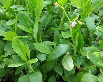 Waterleaf, Jewels of Opar, Surinam Spinach  Earth Ginseng SEEDS