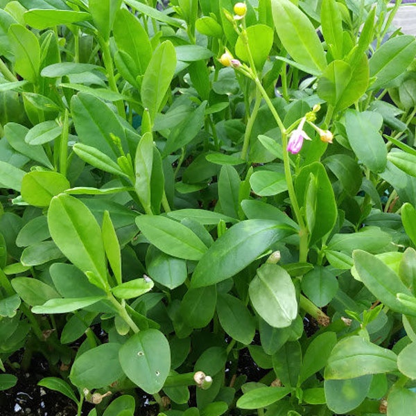 Waterleaf, Jewels of Opar, Surinam Spinach  Earth Ginseng SEEDS