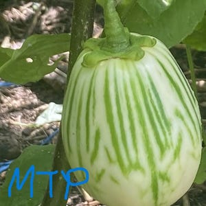 2 Extra Large White Afufa Plant, Extra Large Afufa seedling rooted in 3 inch pot