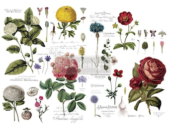 Puede incluir: Ilustración botánica vintage con varias flores, incluyendo una ranúnculo amarillo, una rosa roja, una rosa rosa y una flor azul. La ilustración está rodeada de texto en una fuente cursiva, incluyendo los nombres de las flores y sus clasificaciones científicas.