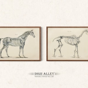 Puede incluir: Dos ilustraciones anatómicas vintage de un esqueleto de caballo y su musculatura. Las ilustraciones son en blanco y negro y están enmarcadas en madera marrón.