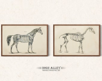 ジョージ・H・ダッドによるヴィンテージ馬解剖学イラスト2枚セット、印刷可能なデジタルダウンロード、壁アート馬の科学的歴史的骨格