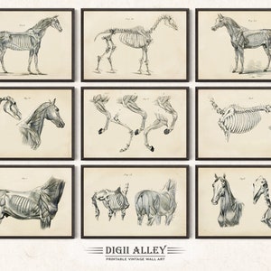 Set di 9 illustrazioni di anatomia di cavalli d&#39;epoca di George H Dadd, download digitale stampabile, arte murale scheletro scientifico storico equino