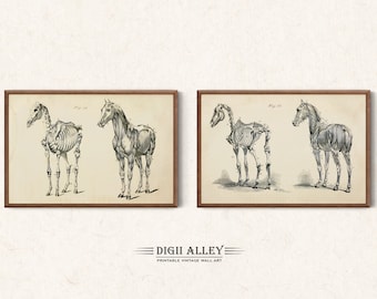ジョージ・H・ダッドによるヴィンテージ馬解剖学イラスト2枚セット、印刷可能なデジタルダウンロード、壁アート馬の科学的歴史的骨格