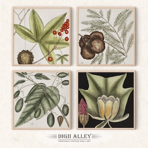 Set of 4 Square Vintage Botanical illustrations by Mark Catesby, Printable Digital Download, Bonus 5th Free, Wall Art Flowers Plants Botany