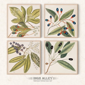 Set van 4 vierkante vintage botanische illustraties van Mark Catesby, afdrukbare digitale download, bonus 5e gratis, kunst aan de muur bloemen planten plantkunde