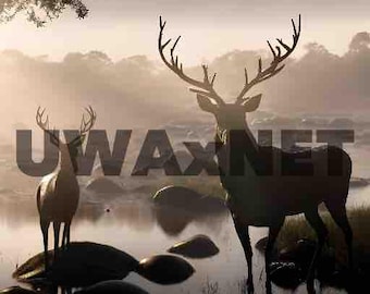 Buck Deer Meadow Morning AI Art Print (Digital Download)