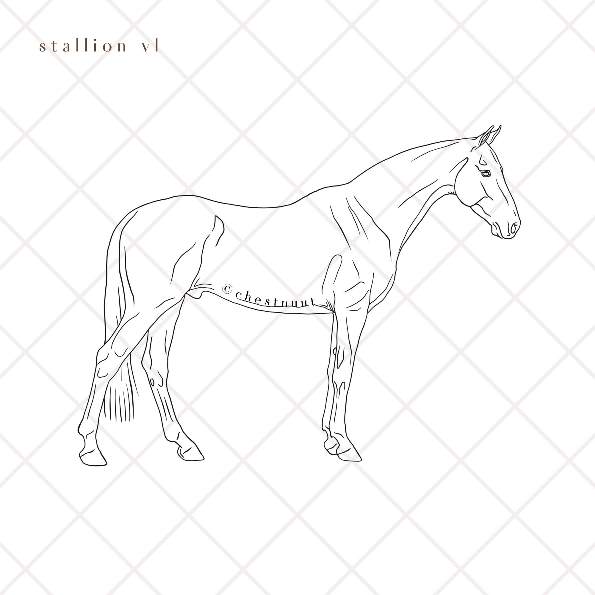 Horse Line Art Basic Standing Horse Bundle Outline Vector Handmade Equine Art Digital Art Equine ...