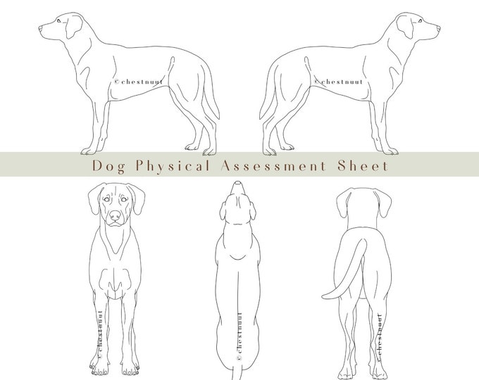 Canine Body Map Black Outline Dog Body Map Dog Line Art Dog Diagram Dog