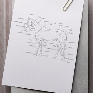Horse Body Parts Horse Anatomy Equine Worksheet Horse Body Worksheet ...