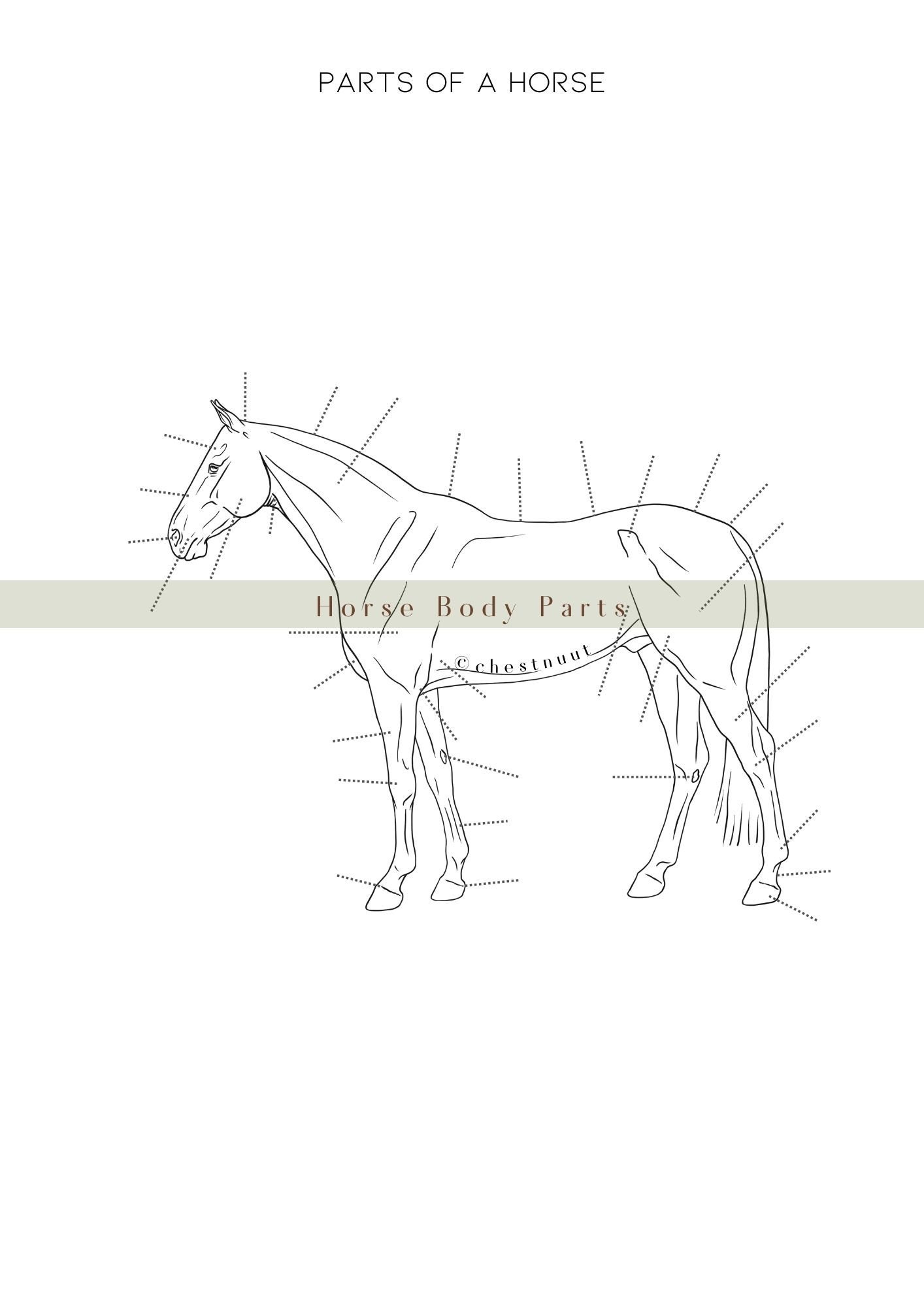 Horse Body Parts Horse Anatomy Equine Worksheet Horse Body Worksheet ...