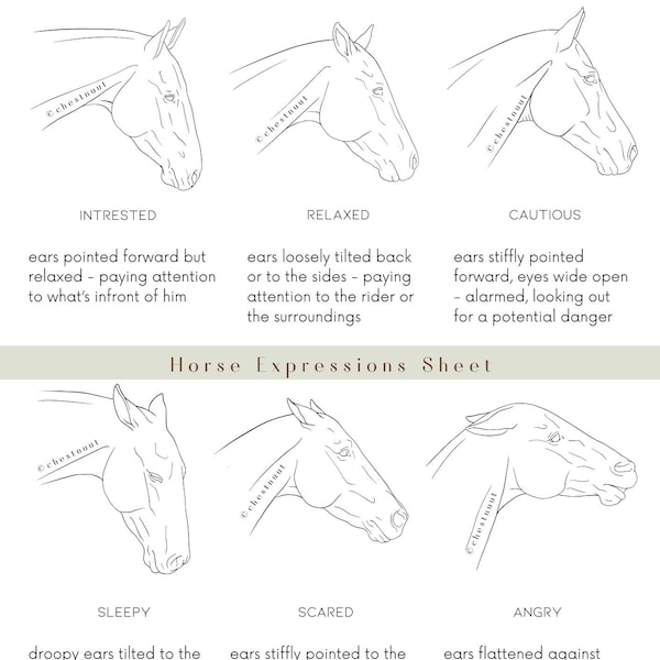 Horse Expressions Sheet | Horse Moods | Horse Emotions | Equine Form | Horse Anatomy | Equine | Equestrian | Horse LineArt |