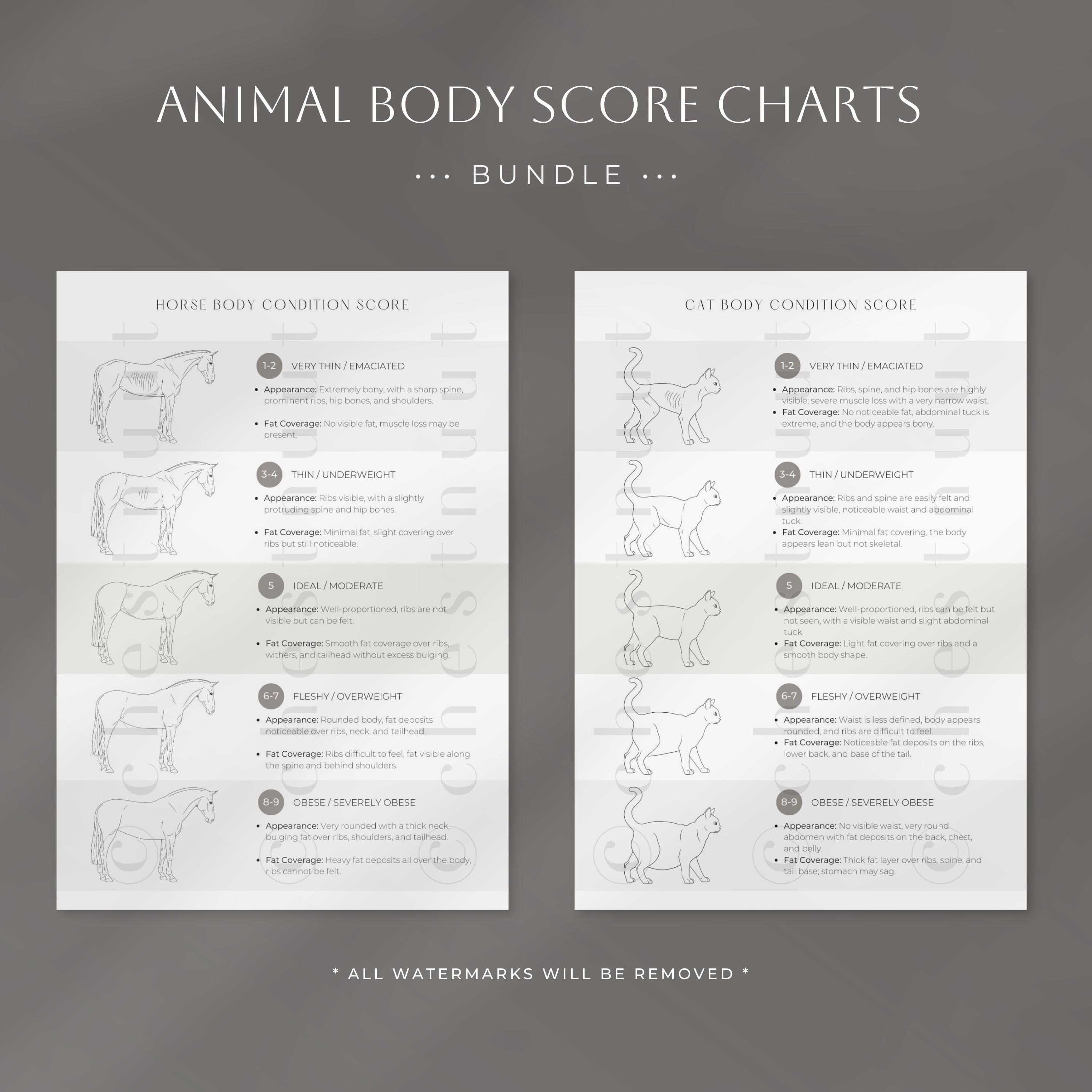 Animal Body Condition Score Charts Bundle | Dog Body Condition | Cat ...