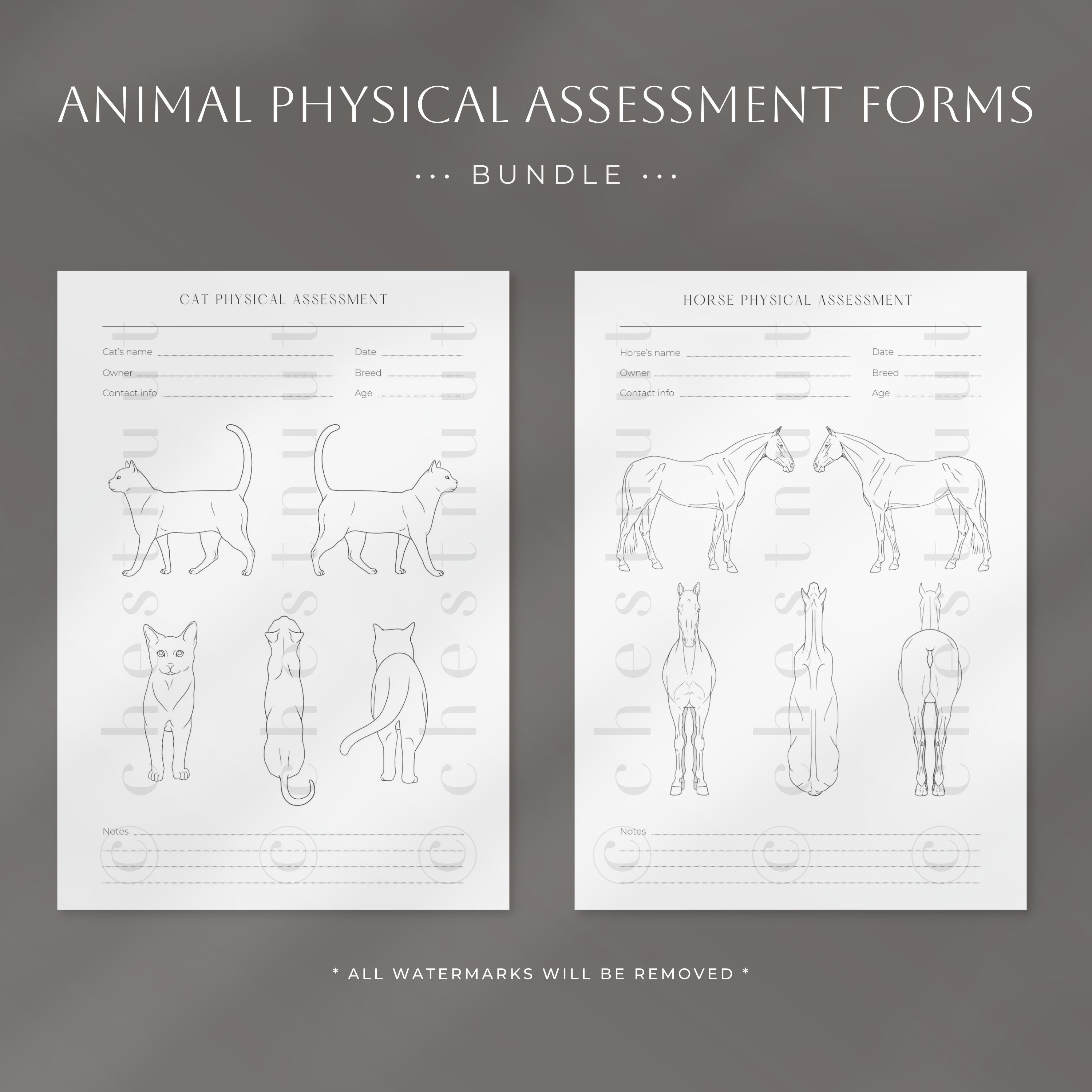 Animal Physical Assessment Forms Bundle | Dog Body Condition | Cat Body ...