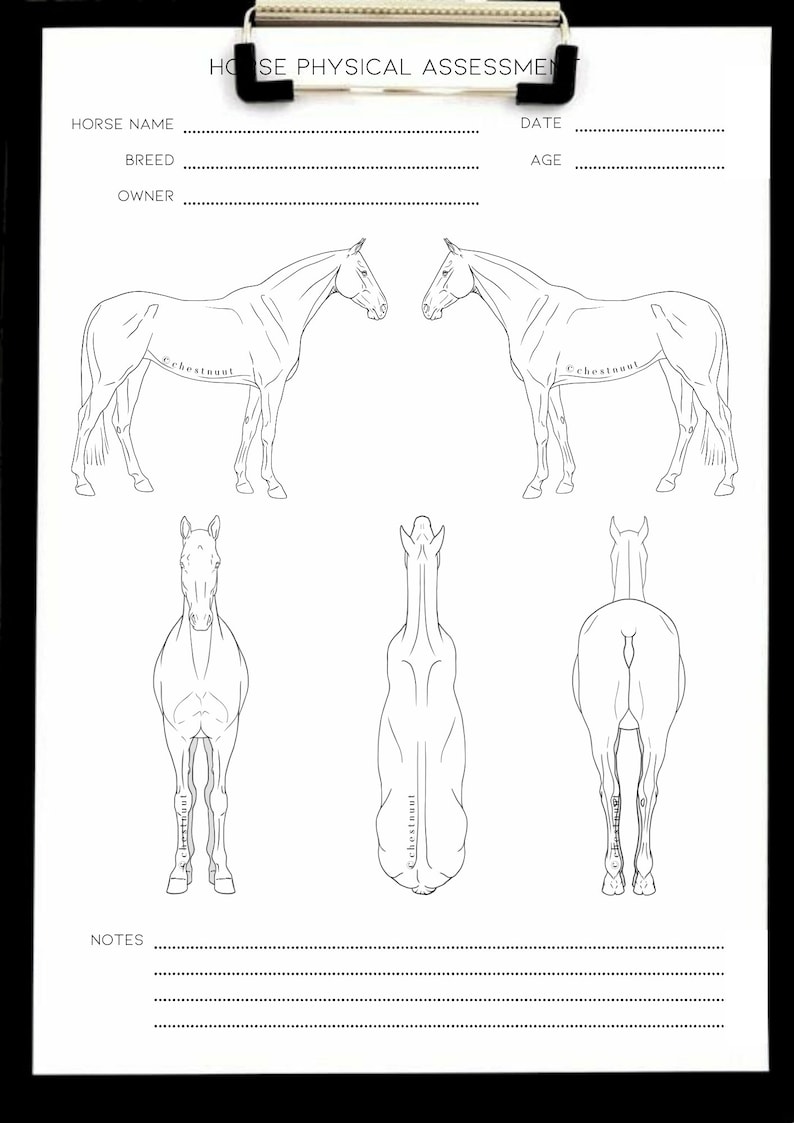 Horse Physical Assessment Form Horse Bodywork Equine Form Horse Anatomy