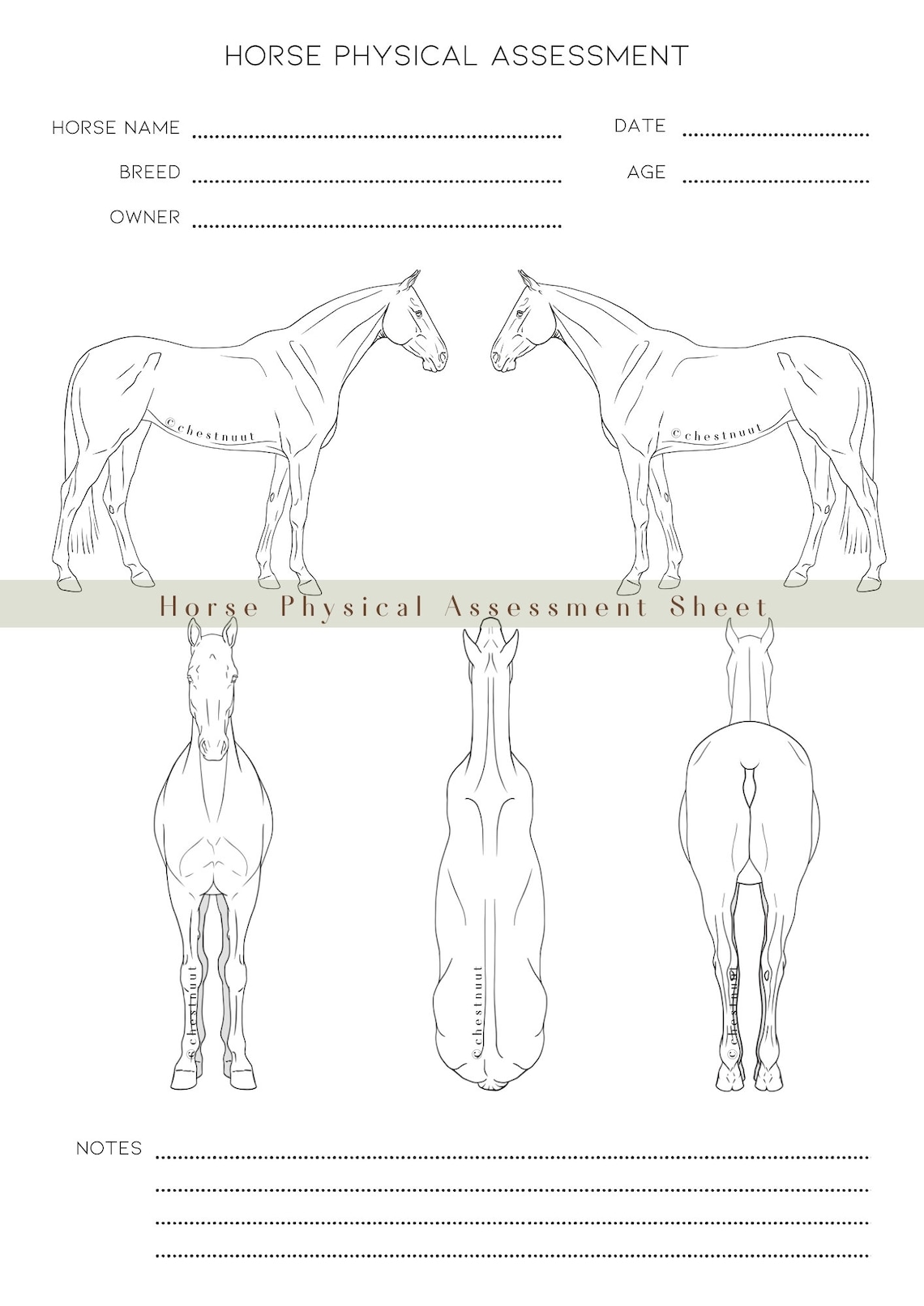 Horse Physical Assessment Form Horse Bodywork Equine Form Horse Anatomy