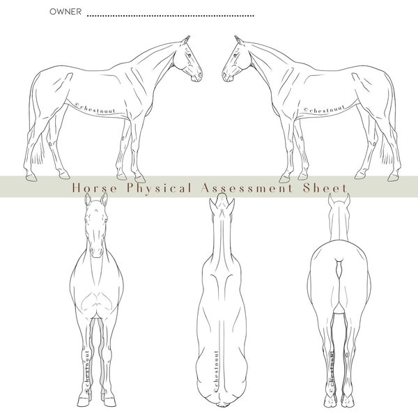 Horse Physical Assessment Form | Horse Bodywork | Equine Form | Horse Anatomy | Equine | Equestrian | Horse LineArt | Horse Body Condition |