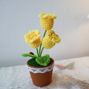 Yellow knitted bell orchid flower pots. The pots are plastic and each has three rhizomes with a flower on each one