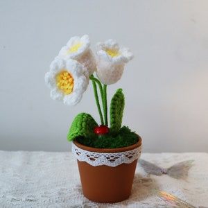 White knitted bell orchid flower pots. The pots are plastic and each has three rhizomes with a flower on each one