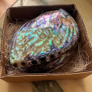 Abalone polished shell - Incense burner - luxury ornament- jewelry tray