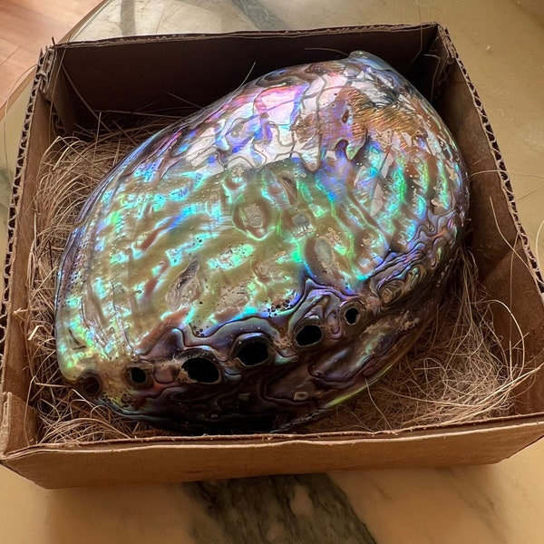 Abalone polished shell - Incense burner - luxury ornament- jewelry tray