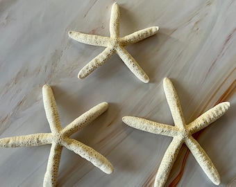 Bundel echte witte zeester: strandbruiloft en kusthuisdecoratie