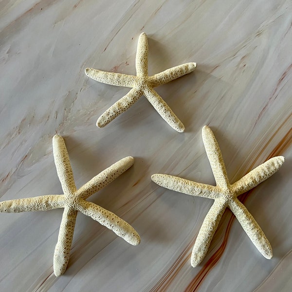 Beach House Decor Starfish Bundle: 3 Real White Starfish, 15-20 cm - Perfect beach Wedding decor & Home Accents