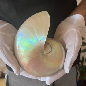 Nautilus pearl polished shell - XL rare deep sea shell specimen 16 / 17 cm - unique wedding gift