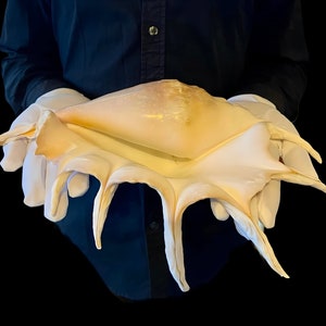 Giant SeaShell - Extra Large rare conch 37 cm - large beach decoration & unique beach wedding gift