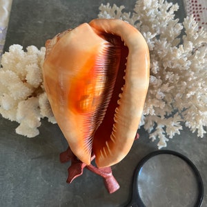 Large Bullmouth Cassis Rufa Seashell: Hand-Polished Natural Decor (10 cm - 18 cm)