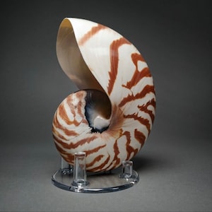 Può includere: Conchiglia di nautilus a forma di spirale, con strisce marroni su sfondo bianco. La conchiglia è esposta su un supporto in acrilico trasparente, che ne evidenzia il design dettagliato e la forma naturale.