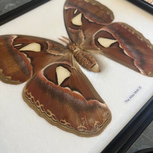 Giant Atlas Moth Wall Frame Decoration - Real Butterfly Glass Wall ...