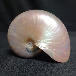 Può includere: Conchiglia di nautilus perlacea a forma di spirale. La superficie liscia e iridescente della conchiglia presenta sfumature di rosa, crema e blu. La conchiglia naturale e organica poggia su uno sfondo scuro.