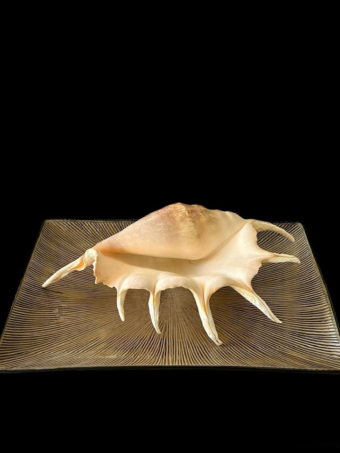 Giant Spider Seashell Extra Large Rare Specimen 37 Cm - Etsy