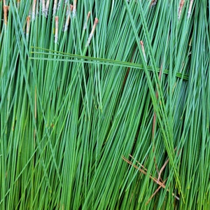 May include: A close-up of a bundle of long, thin, green pine needles.