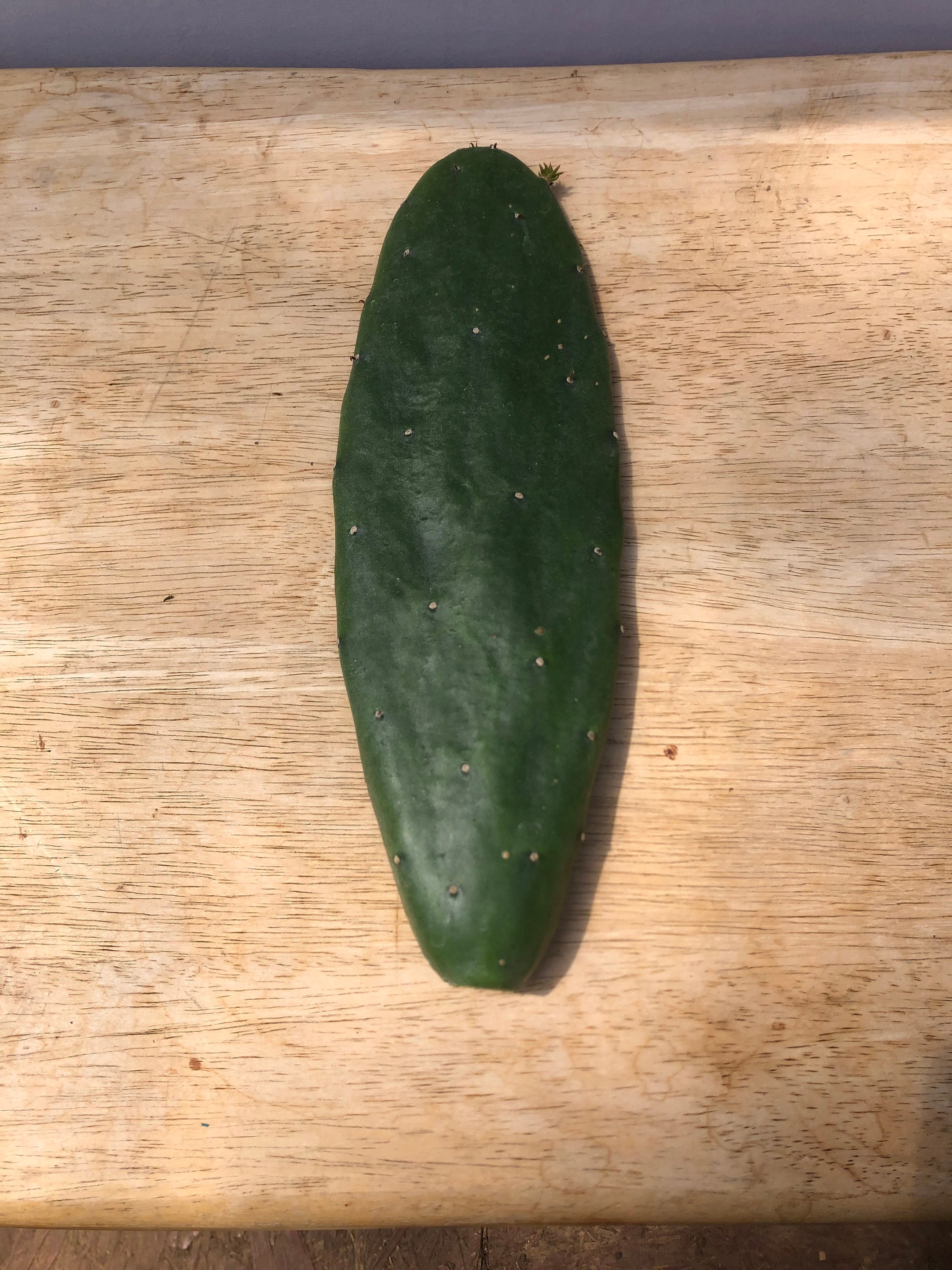 Nopales Fresh Prickly Pear Cactus Pad Cuttings