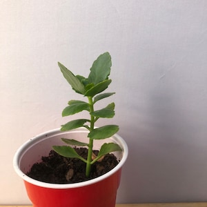 Crassula Live Starter Plant