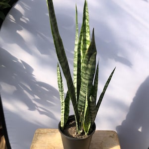 Live Snake Plant 1-2 Feet Tall-Sansevieria
