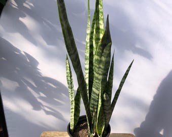 4 インチの生きたサンセベリア • 4 インチの鉢に入った大きな斑入り