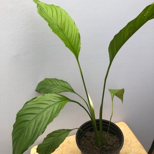 One Live Peace Lily Pflanze 1 Fuß bis 2 Fuß hoch