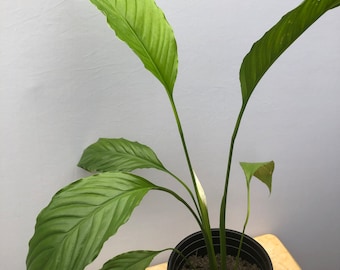 Peace Lily Plant Food Liquid Concentrate Fertilizer for Healthy and  Thriving Peace Lilies - Etsy