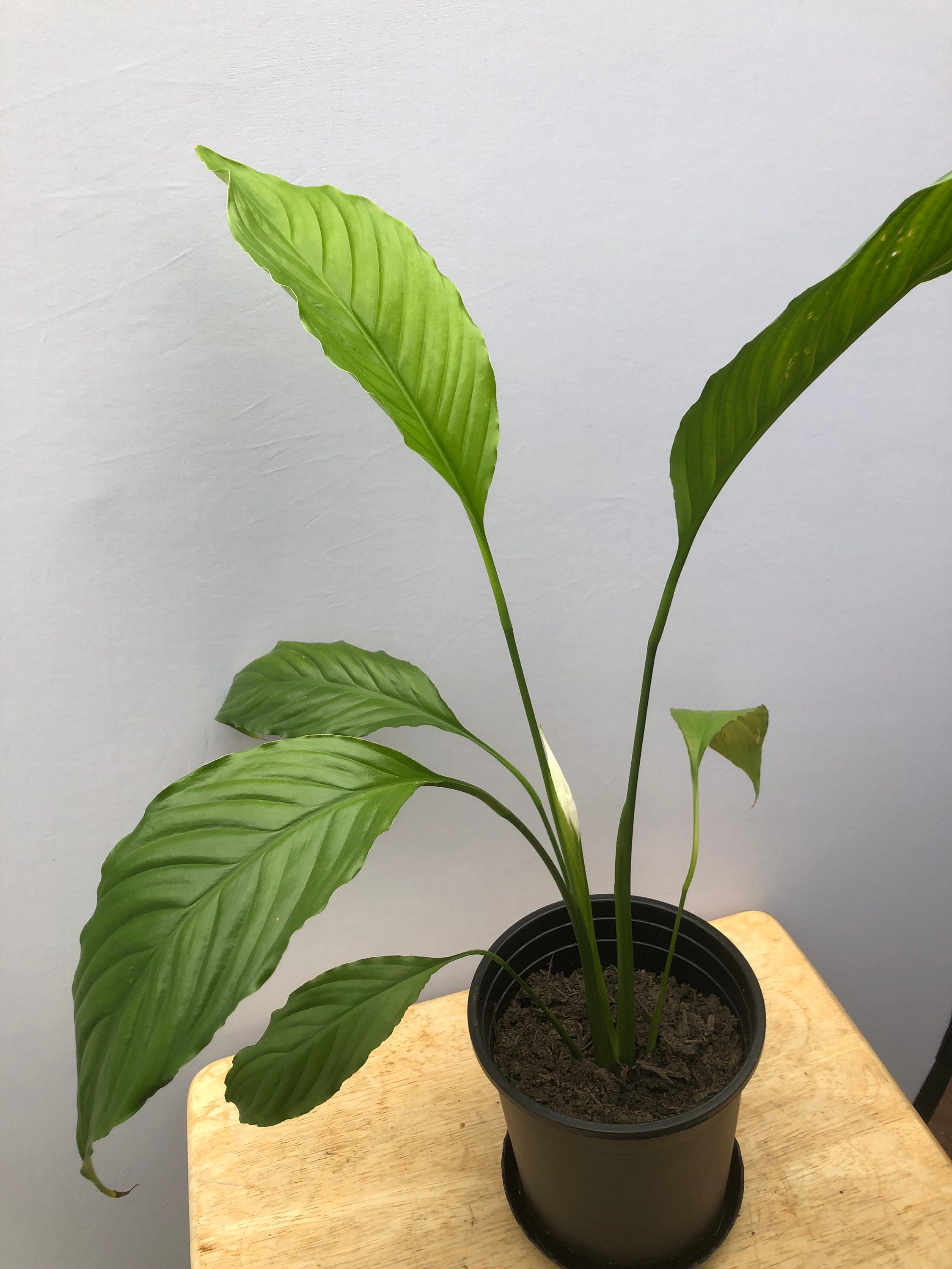 African Lily Plant Peace Lily Live Houseplant - White Flower, Large 2 Feet  Tall Plant, Pet Safe Indoor Plant Living Plants