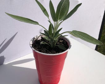 monstera borsigiana Monstera Borsigiana Albo Variegated A